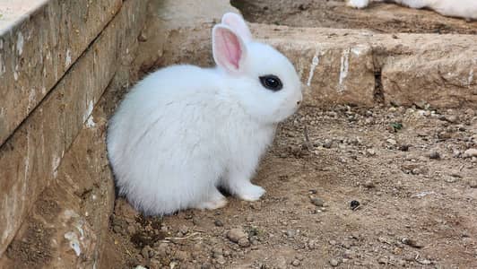 Hotot Rabbit Pair Babies.