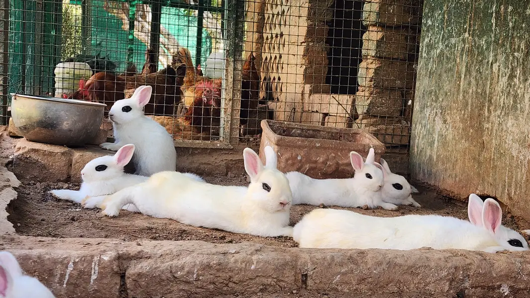 Hotot Rabbit Pair Babies. — photo 12