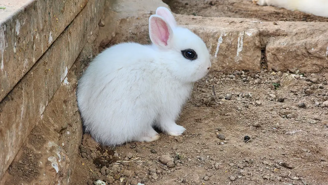 Hotot Rabbit Pair Babies. — photo 11