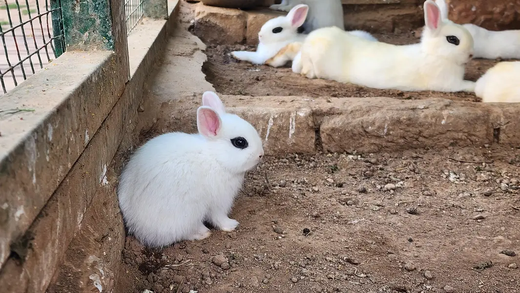 Hotot Rabbit Pair Babies. — photo 3