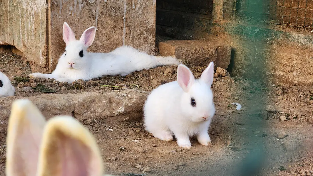 Hotot Rabbit Pair Babies. — photo 4