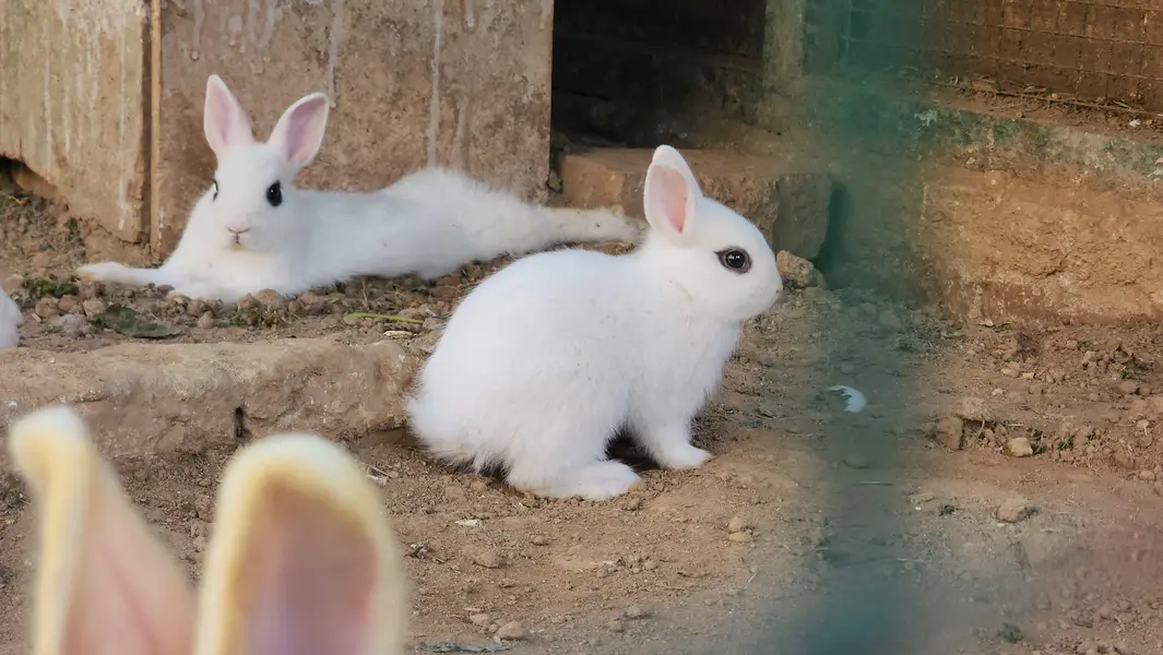 Hotot Rabbit Pair Babies. — photo 5