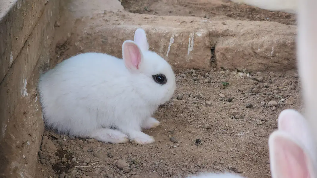 Hotot Rabbit Pair Babies. — photo 6