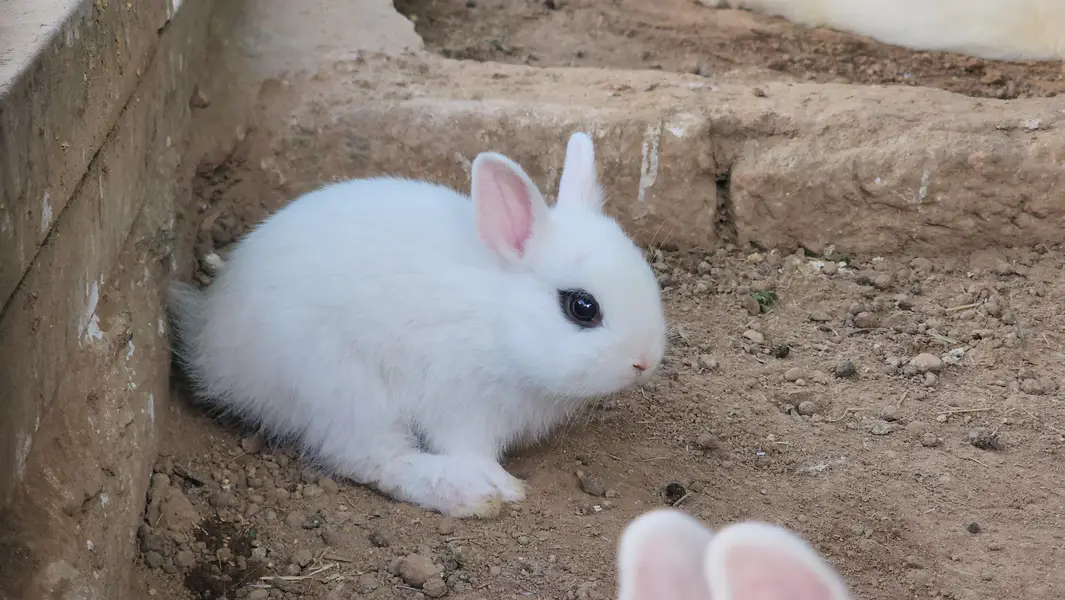 Hotot Rabbit Pair Babies. — photo 9