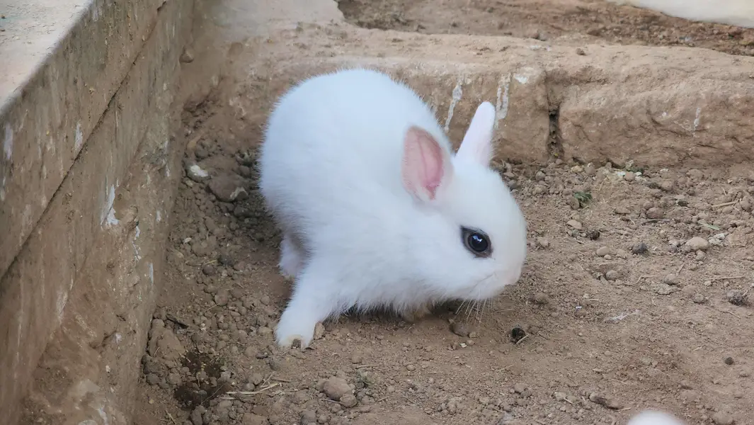 Hotot Rabbit Pair Babies. — photo 7