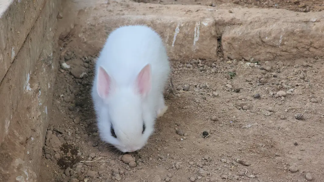 Hotot Rabbit Pair Babies. — photo 8