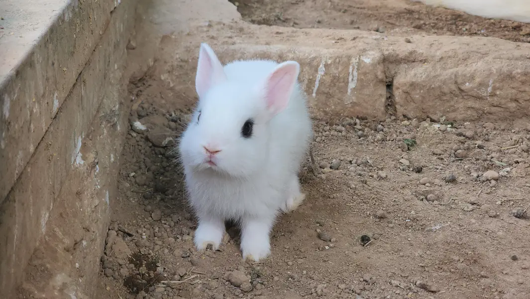 Hotot Rabbit Pair Babies. — photo 2