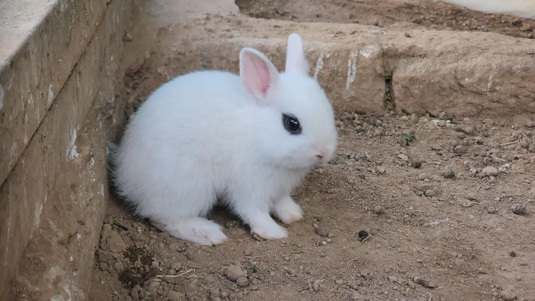 Hotot Rabbit Pair Babies. — photo 10