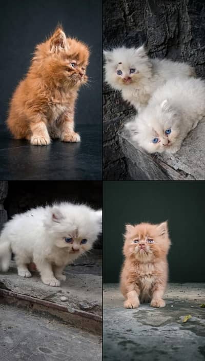 Kittens for sale peki bloodline 03234102419