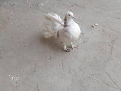 Lucky pigeon