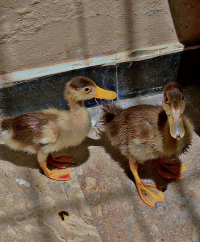 Pair Desi ducklings , looking for a new home