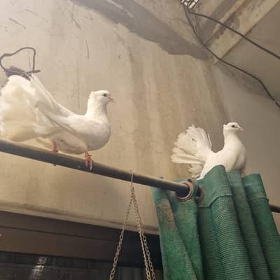 Breeder lakkay pair with two babies