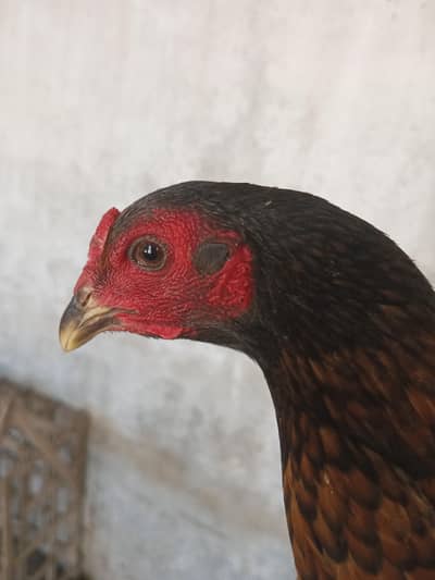 Pure barmi murgi available