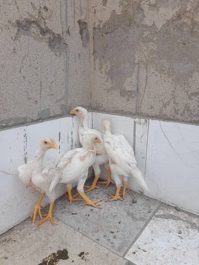 shamo chicks
