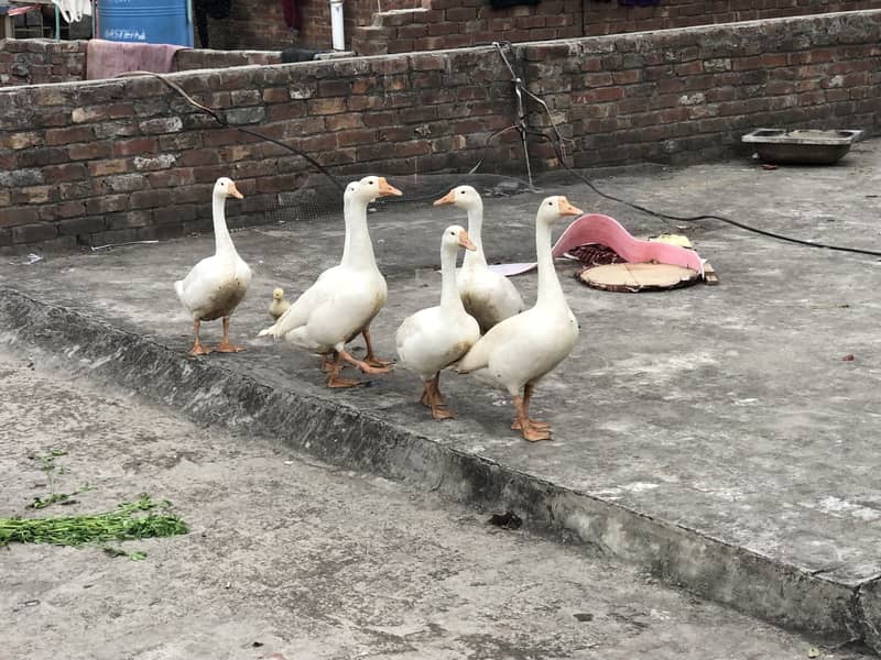 Geese 0
