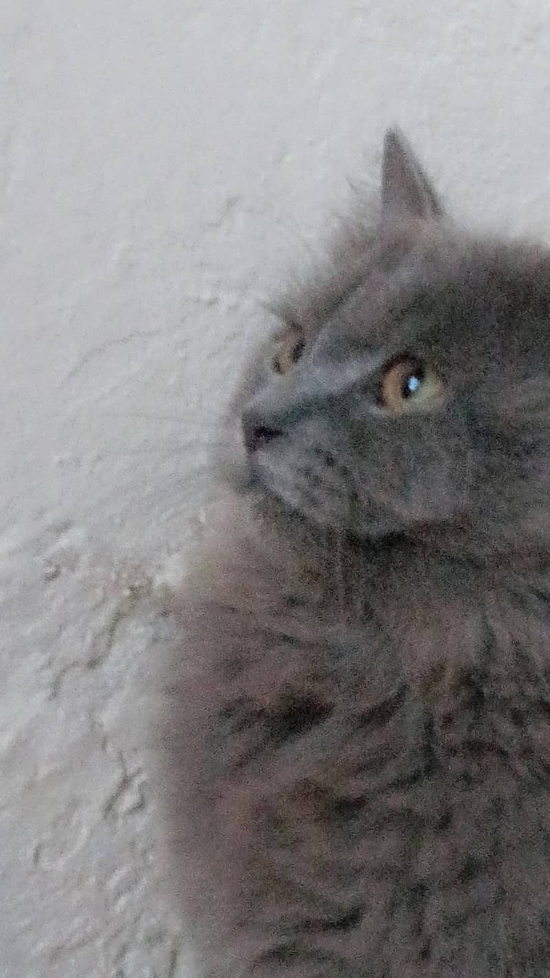 2 cats 1