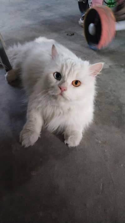 cats for sale