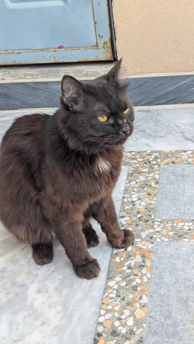Persian cat male cat