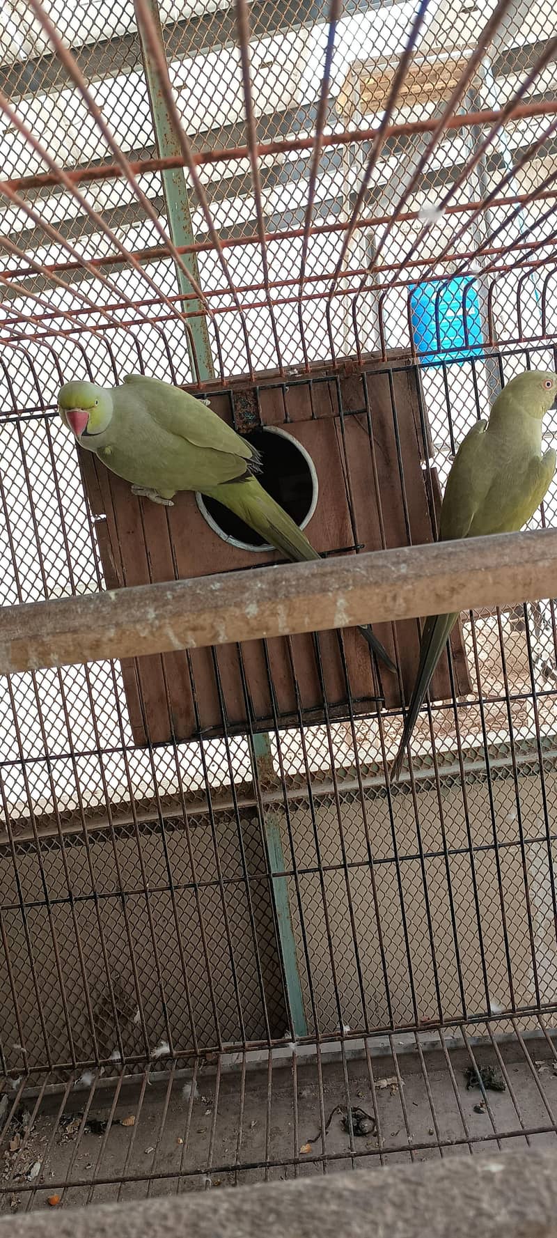 Olive Ringneck pair 0