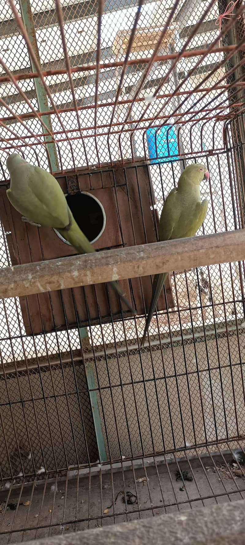 Olive Ringneck pair 1