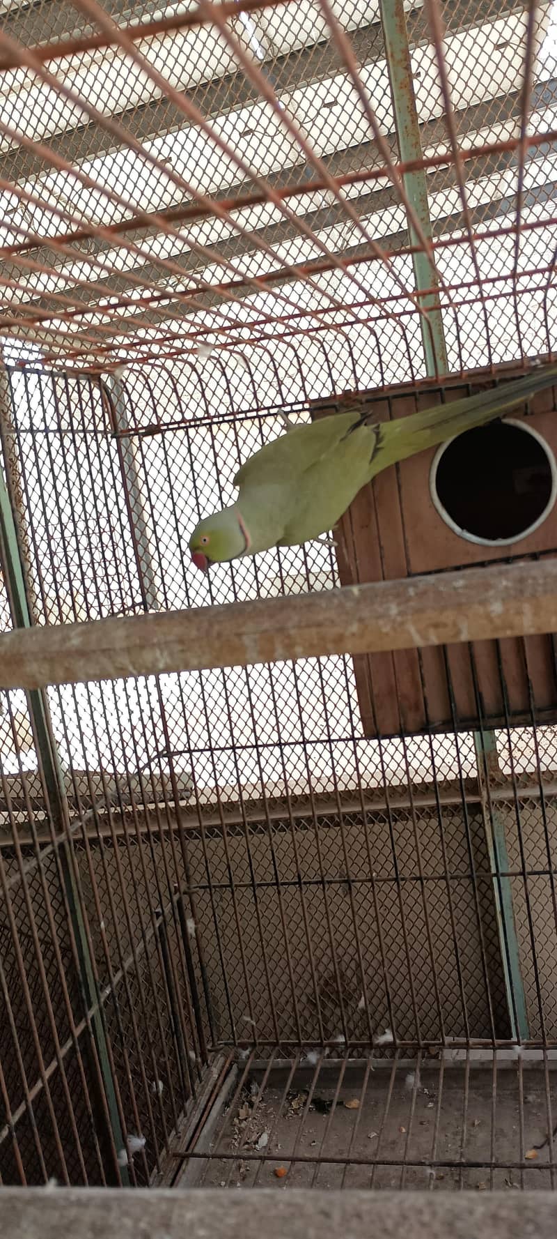 Olive Ringneck pair 2