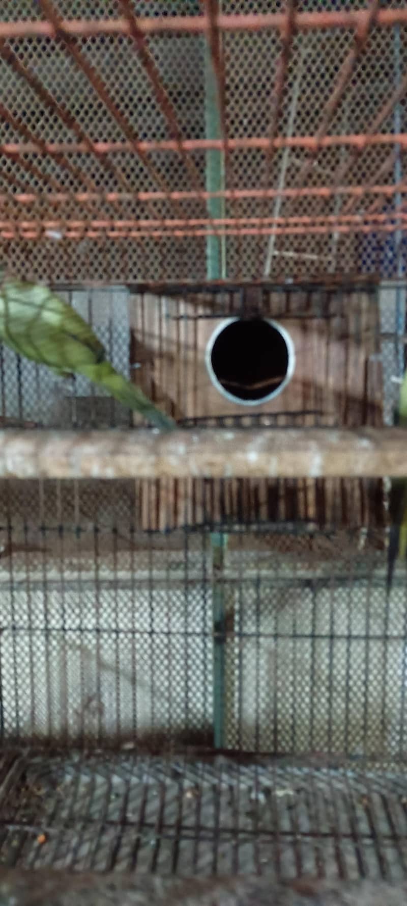 Olive Ringneck pair 3