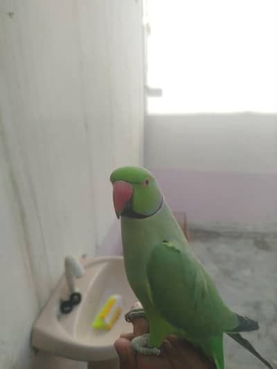 ringneck