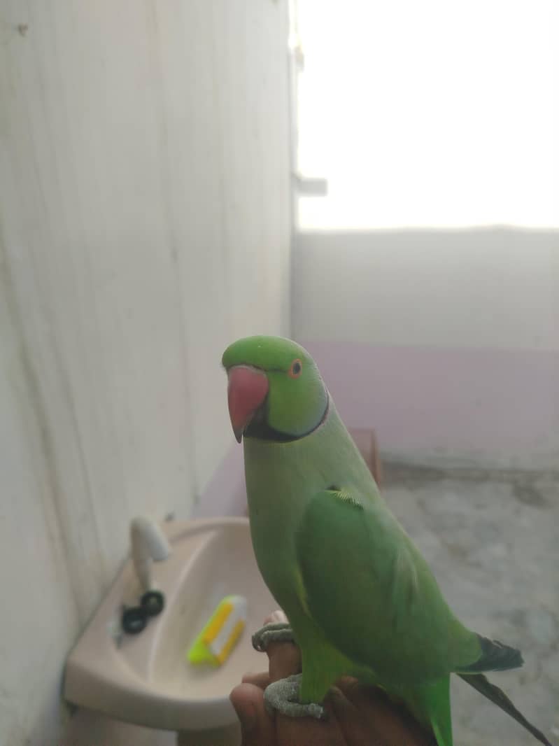 ringneck 0