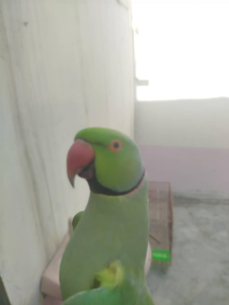 ringneck 1