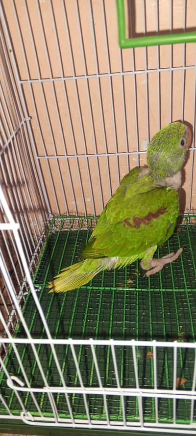 Pahari Parrot chick