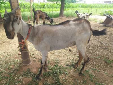 2 bakri 1 bakra