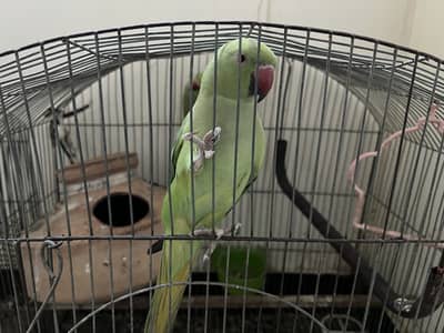 Ringneck Pair