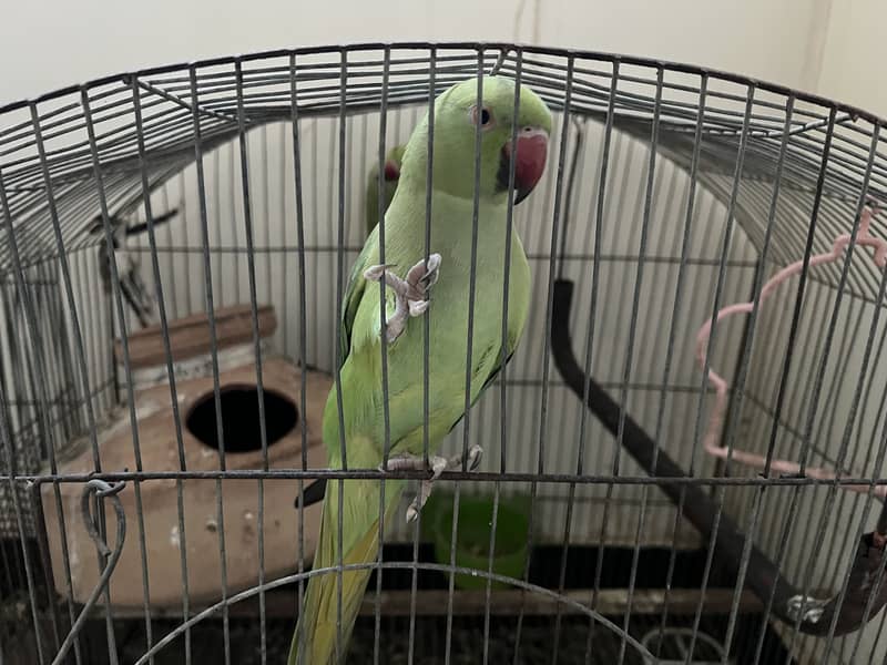 Ringneck Pair 0