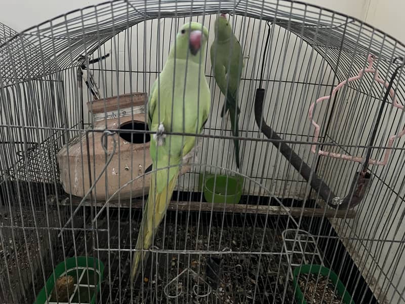 Ringneck Pair 1