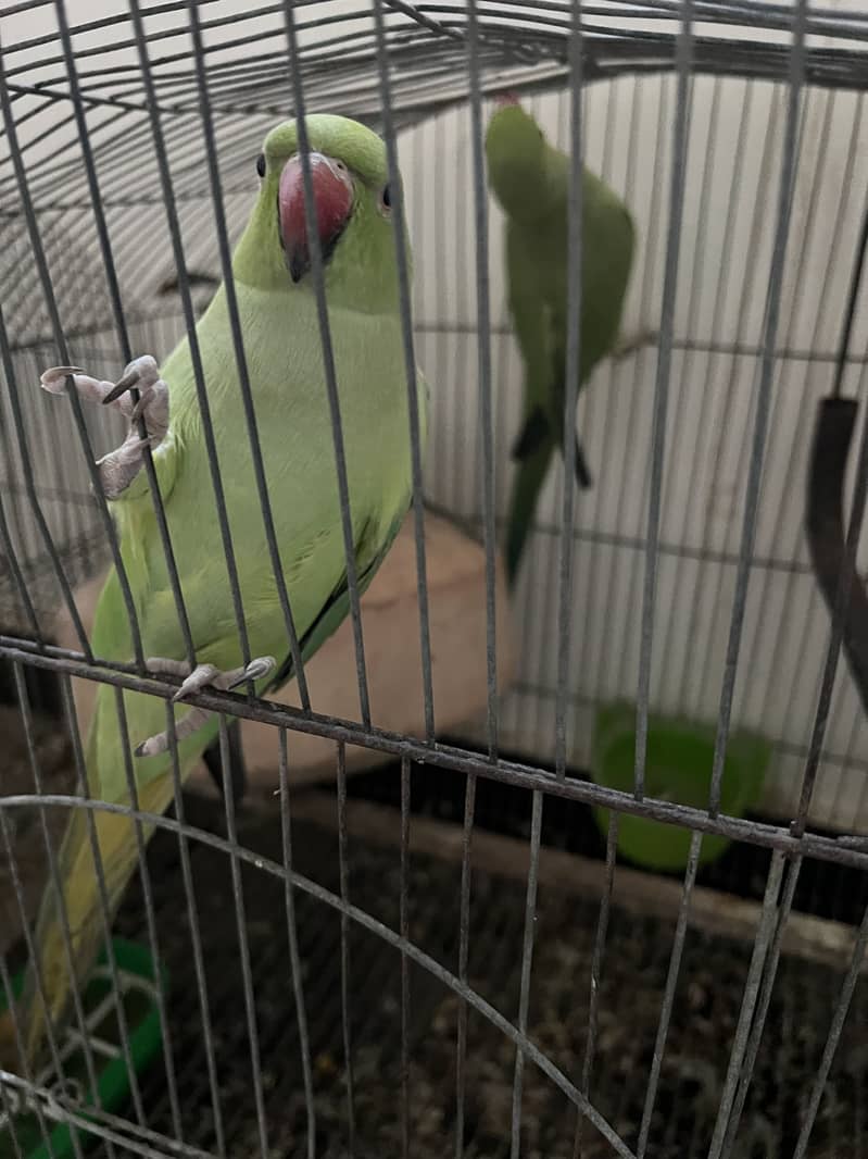 Ringneck Pair 2