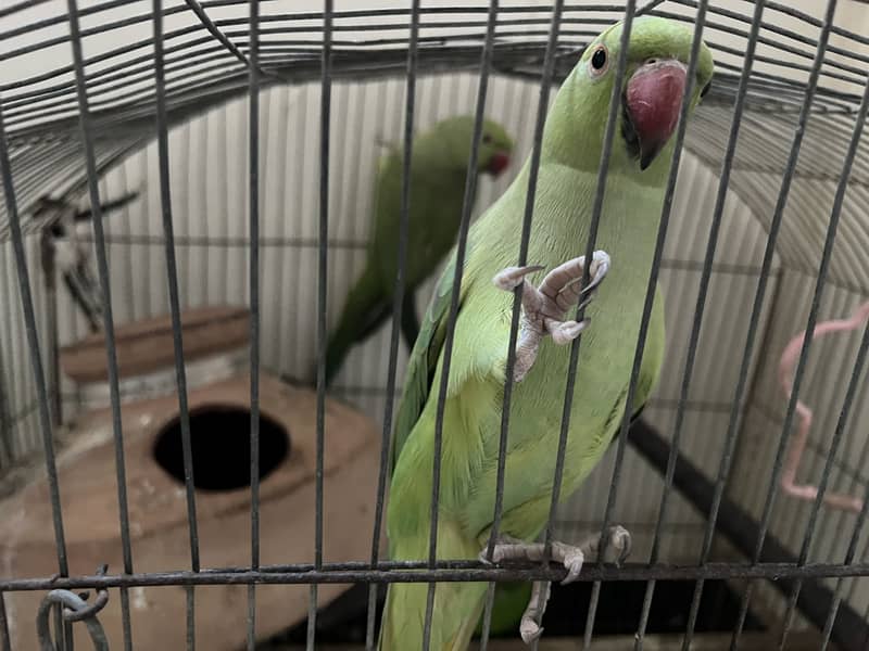 Ringneck Pair 3