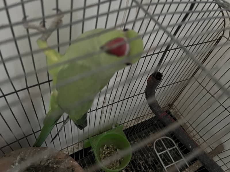 Ringneck Pair 4