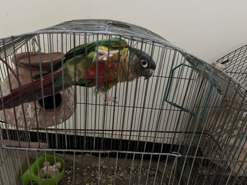 Ringneck Pair 5