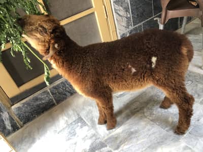 Dumba for sale