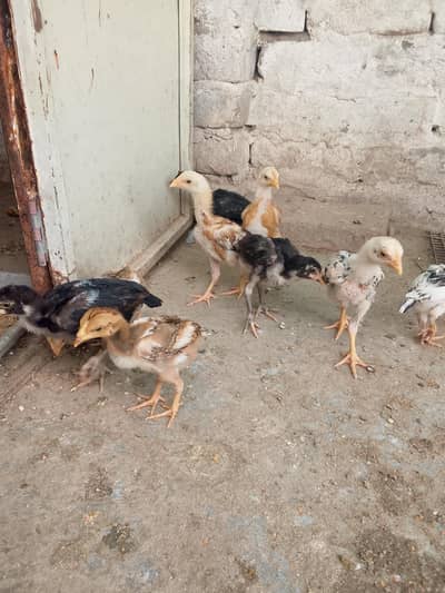 aseel chiks