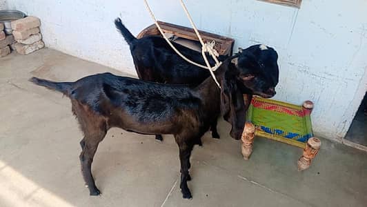 dasi bakri