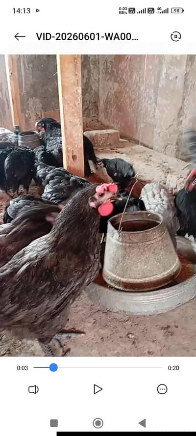 Australorp Heritage chicks