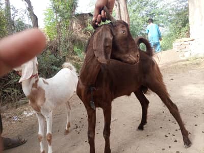 bakra bakri Goat pair male female ( jurwa ) 8 month age