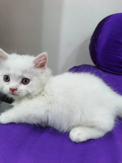 Persian kitten for sale