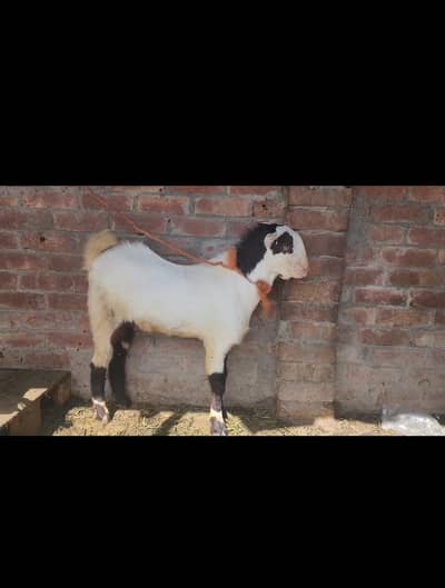 abluck white teddi breeder