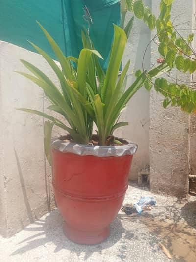 Jhumka bail, Jade plant, hisbicus, spider plant, niaz boo(basil plant)