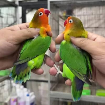 Top Quality Lovebirds Breeder Pairs Setup For Sale !!