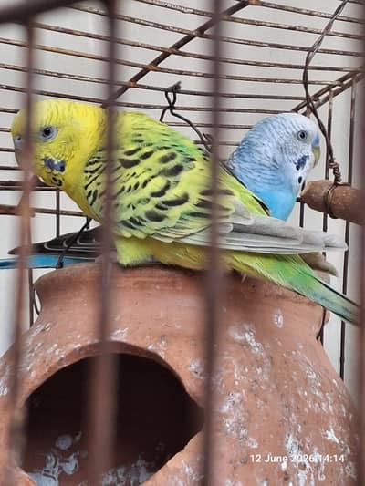 Australian Budgies/ Parrots for sale