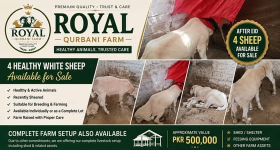 Royal Qurbani Farm – Livestock for Sale