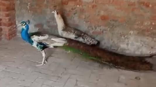 Mashallah breader pear  blue paid male and black shoulder female